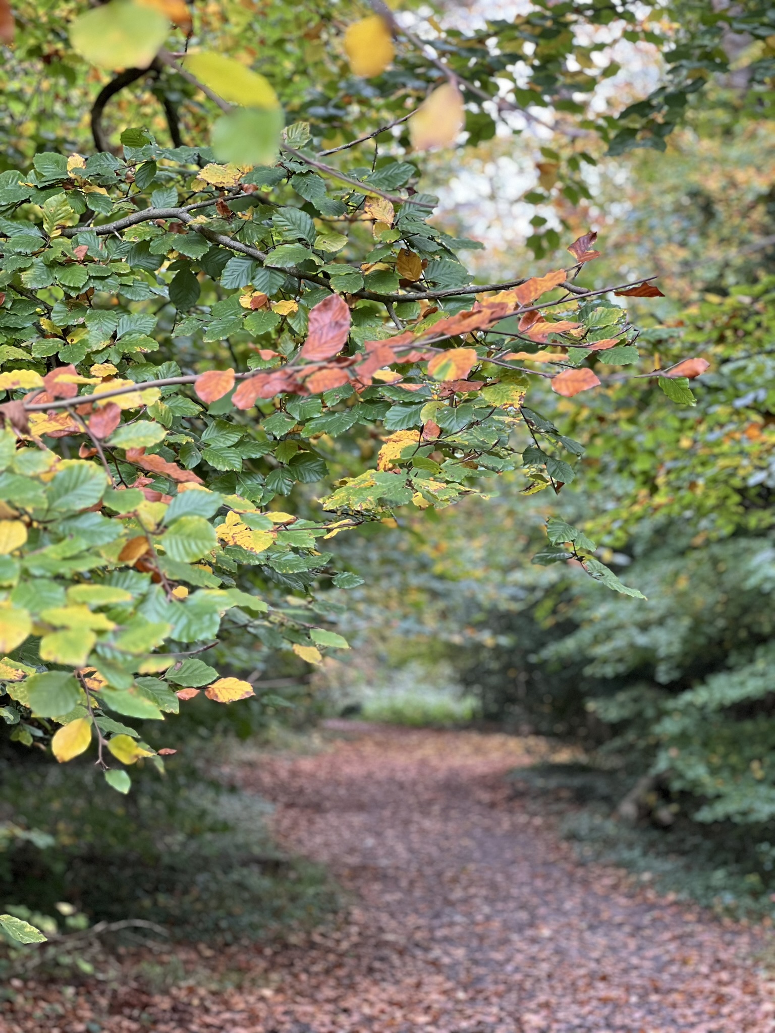 Autumn Parkland walk