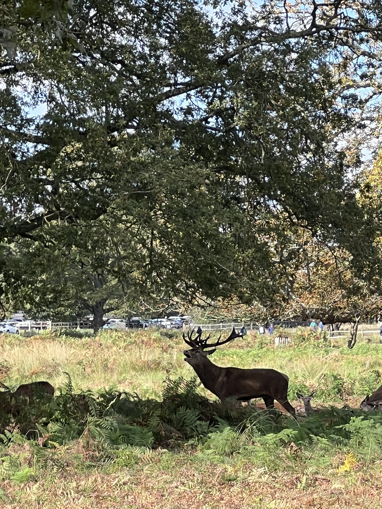 Richmond - park and village FREE*